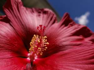 leeleesarts- Lee Lees Arts